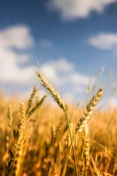 Wheat Field Stock Photos