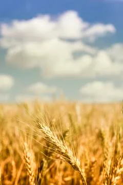 Wheat Field Foto stock