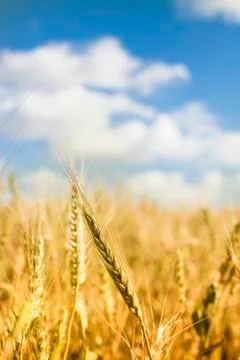 Wheat Field Stock Photos