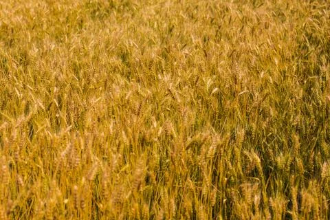 Wheat field Stock Photos