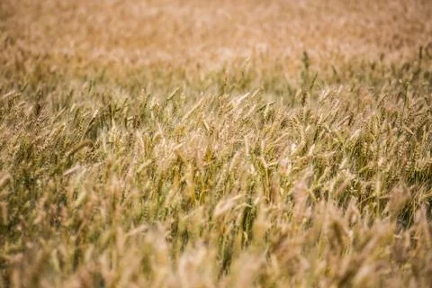 Wheat field Stock Photos