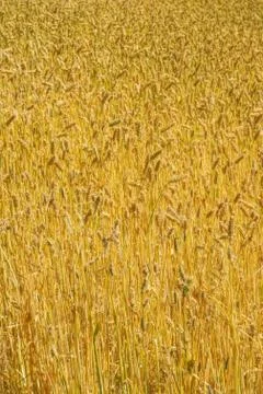 Wheat field Stock Photos