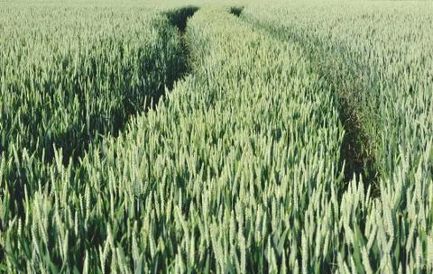 Wheat field Stock Photos