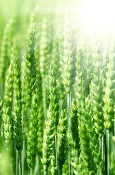 Wheat field  Stock Photos