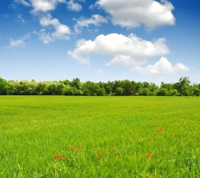 Wheat field  Stock Photos