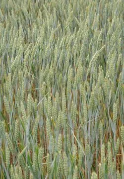 Wheat field Stock Photos