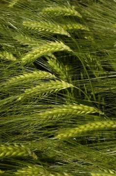 Wheat field Stock Photos