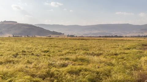 Wheat field Stock Photos