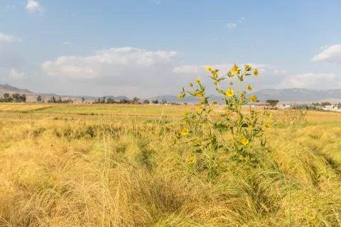 Wheat field Фото