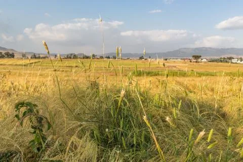Wheat field Stock Photos
