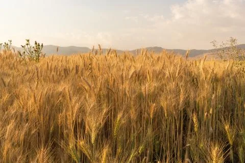 Wheat field Foto stock