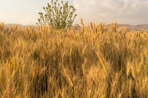 Wheat field 库存照片