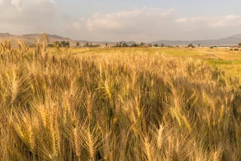 Wheat field Stock Photos