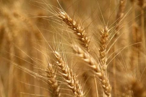 Wheat field Stock Photos