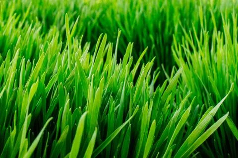 Wheat Field Stock-Fotos