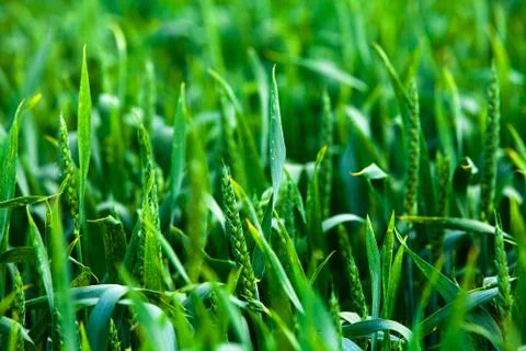 Wheat field Stock Photos