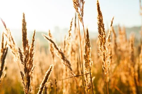 Wheat field Stock Photos