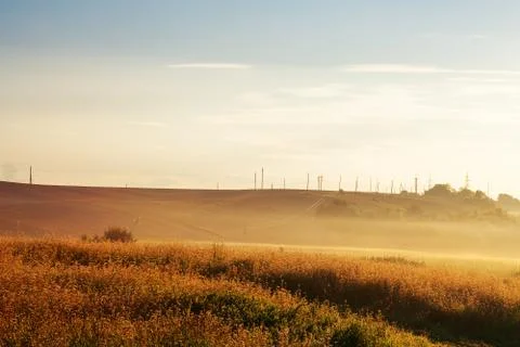 Wheat field 스톡 사진