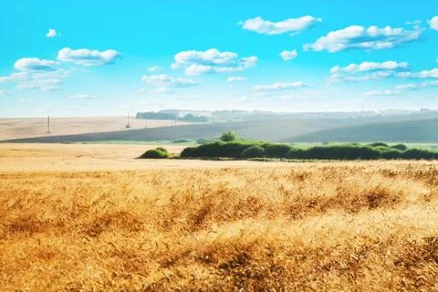 Wheat field Stock-Fotos