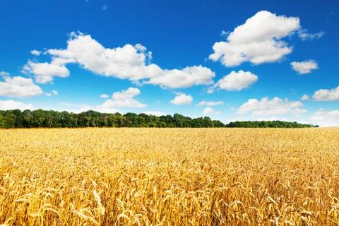 Wheat field Stock-Fotos