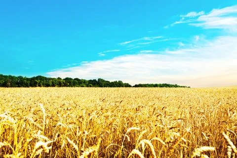Wheat field Stock-Fotos