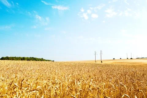 Wheat field 스톡 사진