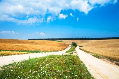Wheat field Stock Photos