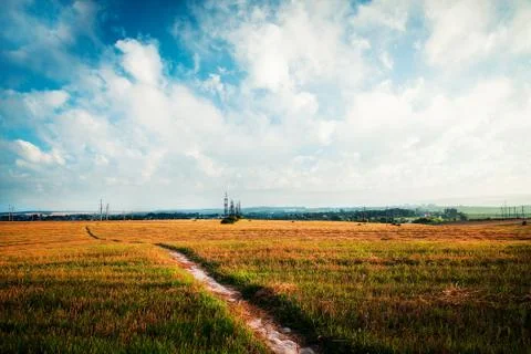 Wheat field Stock Photos