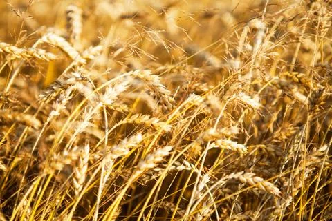 Wheat field 스톡 사진