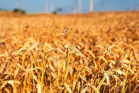 Wheat field 스톡 사진
