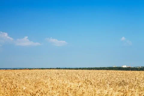 Wheat field Stock-Fotos