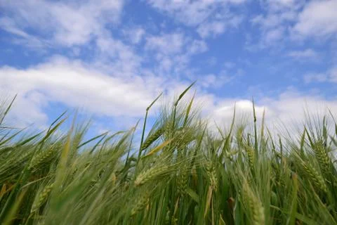 Wheat field Stock Photos