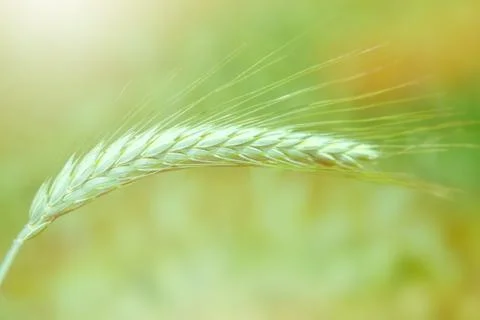 Wheat in a field Fotos de archivo