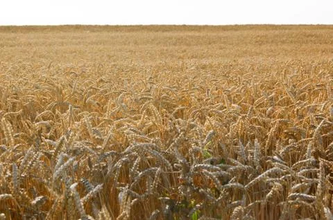 Wheat field Stock Photos
