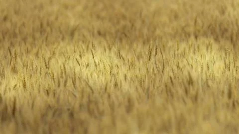 Wheat field 스톡 사진