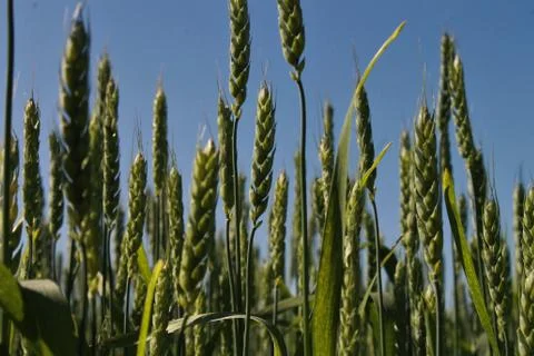 Wheat field. Stock Photos