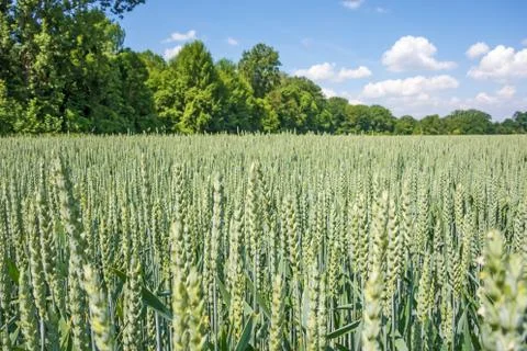 Wheat field Stock Photos
