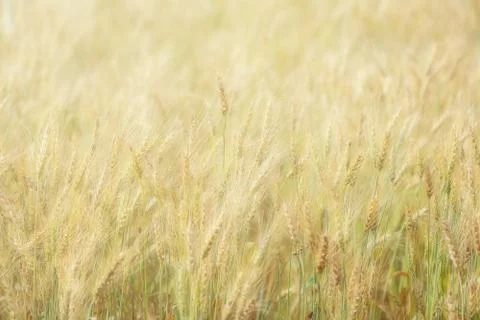 Wheat field Foto stock