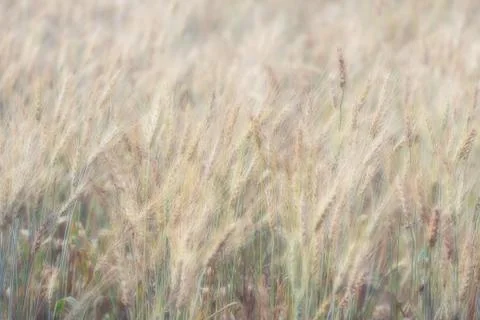 Wheat field Stock Photos