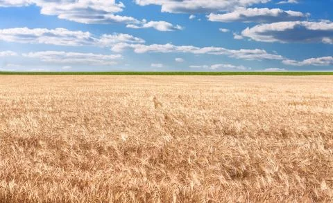Wheat field Stock Photos
