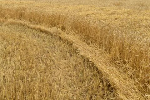 Wheat field Foto stock