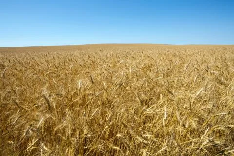 Wheat Field Stock Photos