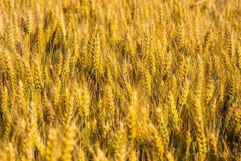 Wheat field Stock Photos