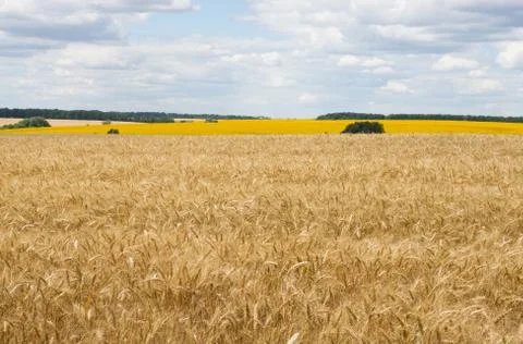 Wheat field Stock Photos
