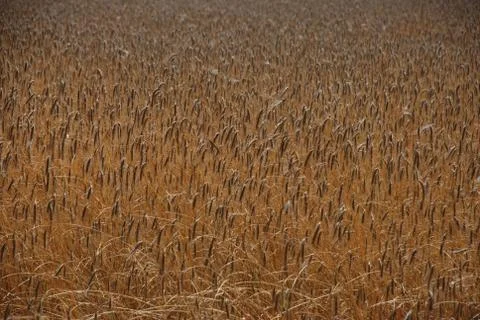 Wheat in field Stock Photos