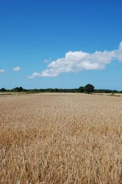 Wheat in field Foto stock