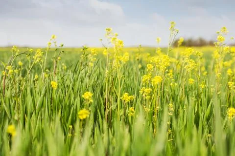 Wheat field Stock Photos
