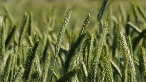 Wheat field Stock Photos