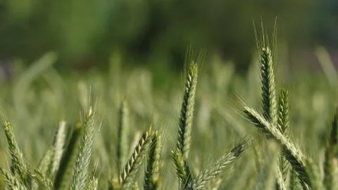 Wheat field Stock Photos