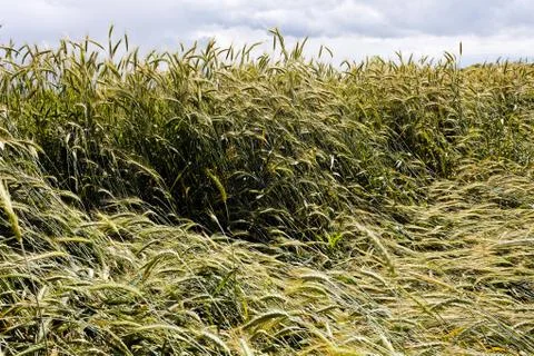 Wheat field Stock Photos